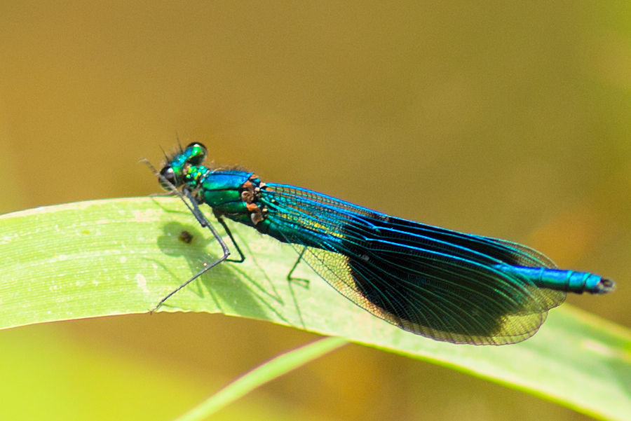 Blauflügel Prachtlibelle